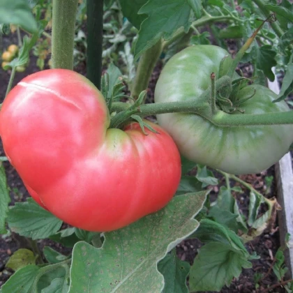 Rajče Ponderosa Pink - Solanum lycopersicum - semena rajčete - 7 ks