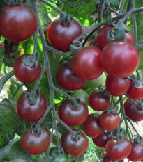 Rajče Rosella - Solanum lycopersicum - semena rajčete - 6 ks