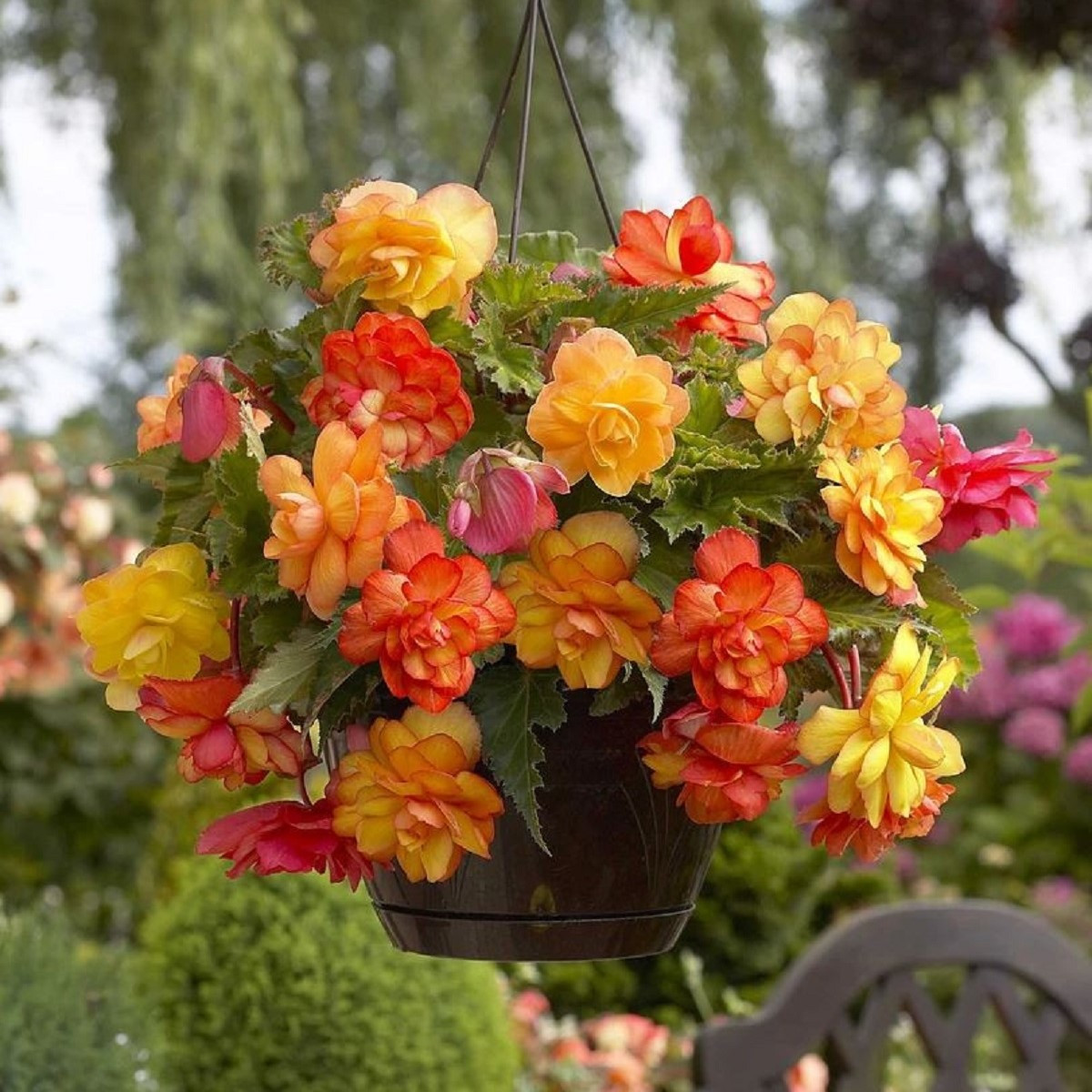 Begonie Golden Balcony - Begonia tuberhybrida - hlízy begonie - 2 ks