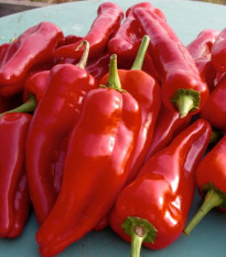 Paprika roční Radmila F1 - Capsicum annuum - semena papriky - 15 ks