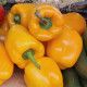 BIO Paprika Quadrato Asti Giallo - Capsicum annuum - bio semena papriky - 8 ks