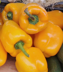 BIO Paprika Quadrato Asti Giallo - Capsicum annuum - bio semena papriky - 8 ks