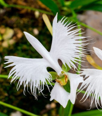 Pillangó orchidea - Habenaria radiata - pillangó orchidea gumók - 1 db
