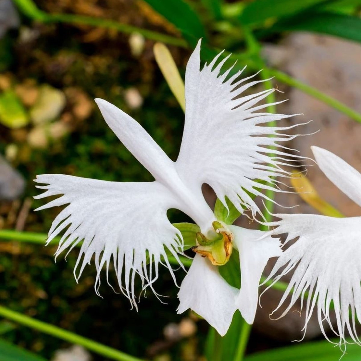 Pillangó orchidea - Habenaria radiata - pillangó orchidea gumók - 1 db