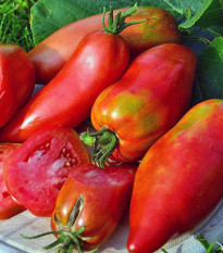 Rajče Andenhorn - Solanum lycopersicum - semena rajčete - 10 ks