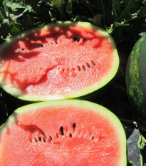 Meloun Mini Love F1 - Citrullus lanatus - semena melounu - 6 ks