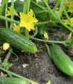 BIO Okurka nakládačka Hokus - Cucumis sativus - bio semena okurky - 10 ks