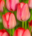 Tulipán Van Eijk - Tulipa - cibule tulipánu - 3 ks