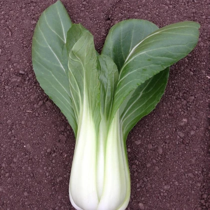 Pak Choi Chifu F1 - Brassica rapa chinensis - semena pak choi - 50 ks