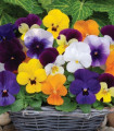 Violka rohatá Sorbet XP směs - Viola cornuta - semena violky - 20 ks