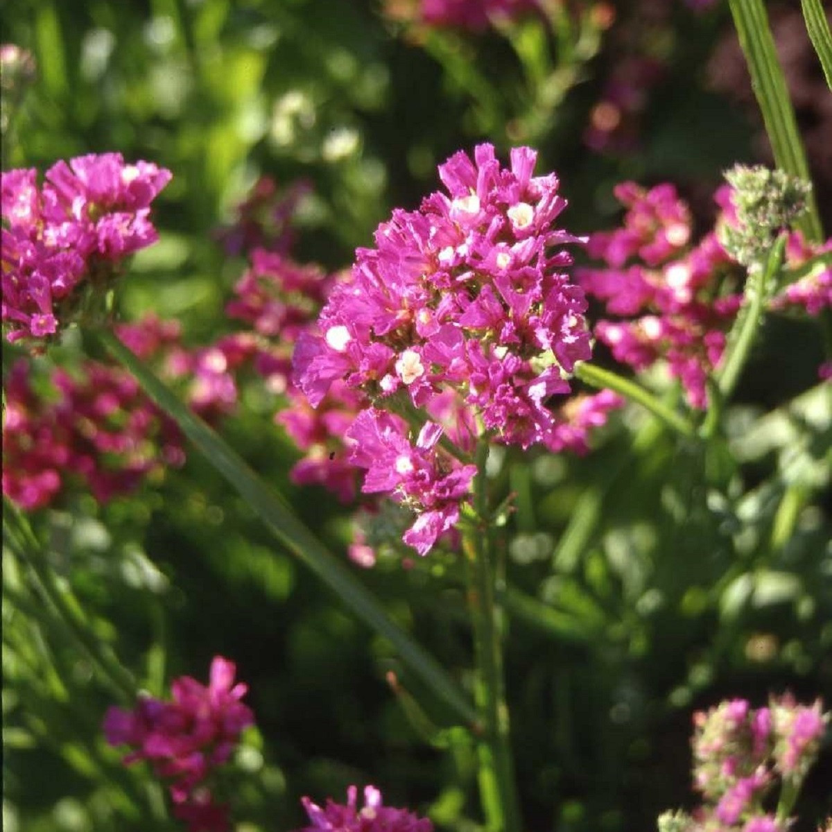 Limonka chobotnatá fialová - Limonium sinuatum - semena limonky - 30 ks