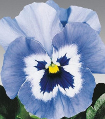 Violka světle modrá Jolly Joker F2 - Viola x wittrockiana - semena violky - 20 ks