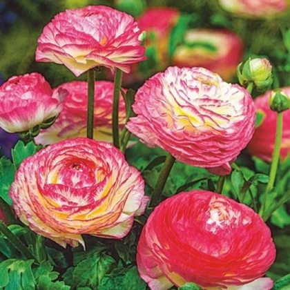 Pryskyřník plnokvětý Picotee růžový - Ranunculus asiaticus - hlízy pryskyřníku - 3 ks