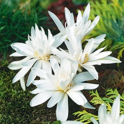 Ocún plnokvětý bílý - Colchicum alboplenum - hlízy ocúnu - 1 ks