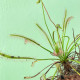 Rosnatka kapská Vogelgat NR - Drosera capensis - semena rosnatky - 15 ks