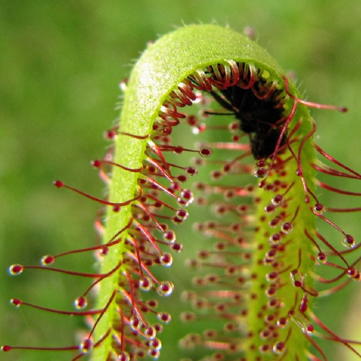 Rosnatka kapská Vogelgat NR - Drosera capensis - semena rosnatky - 15 ks