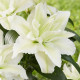 Lilie plnokvětá Roselily Aisha - Lilium - cibule lilie - 1 ks
