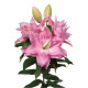 Lilie plnokvětá Roselily Editha - Lilium - cibule lilie - 1 ks