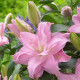 Lilie plnokvětá Roselily Editha - Lilium - cibule lilie - 1 ks