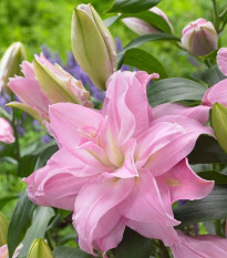 Lilie plnokvětá Roselily Editha - Lilium - cibule lilie - 1 ks