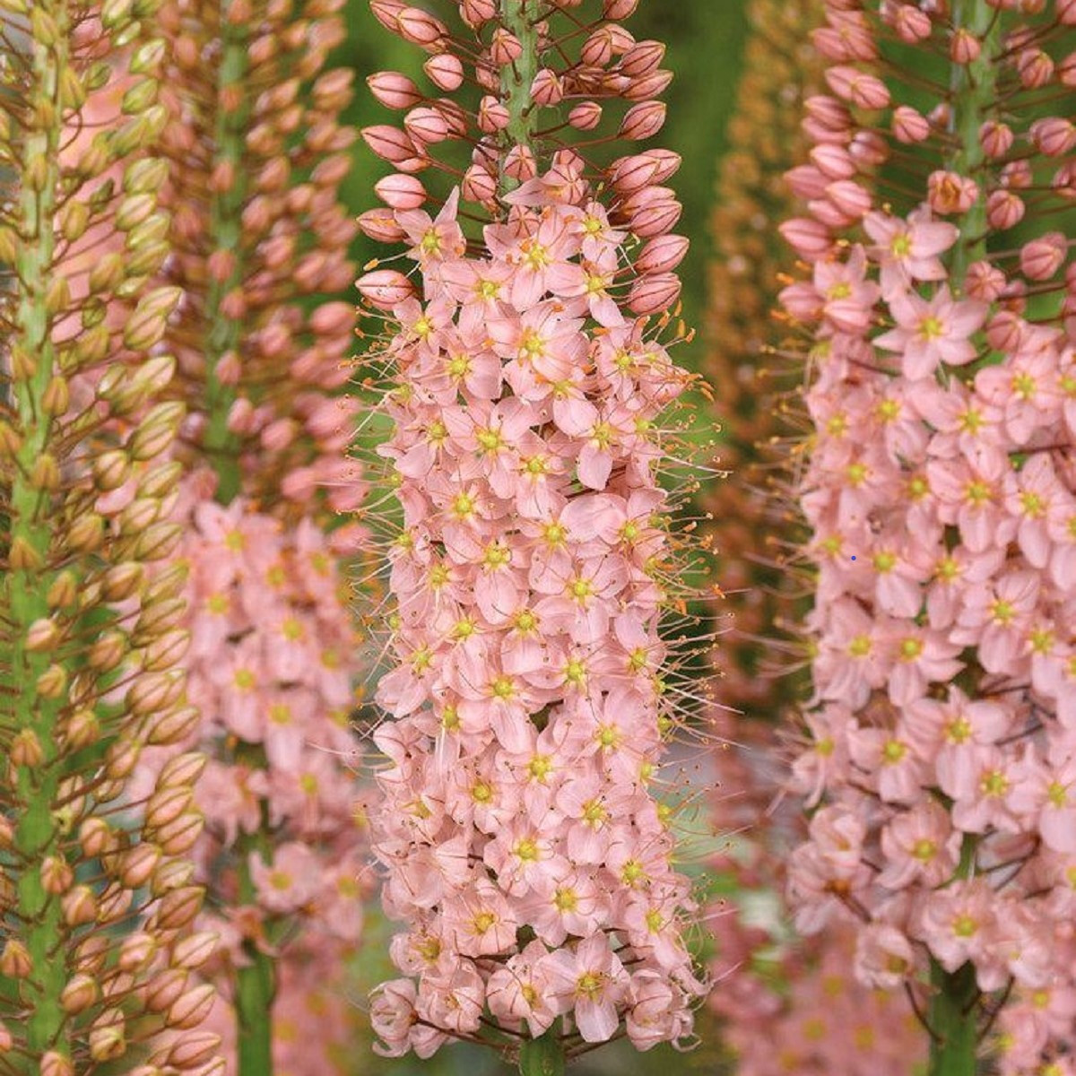 Liliochvostec Romance - Eremurus - hlízy liliochvostce - 1 ks