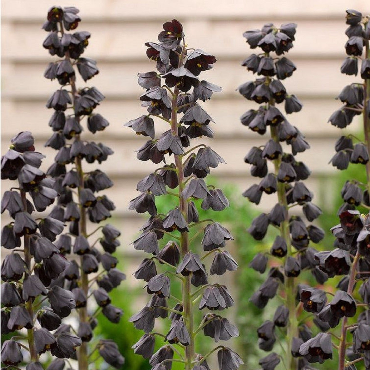 Řebčík perský Adiyaman - Fritillaria persica - cibule řebčíku - 1 ks