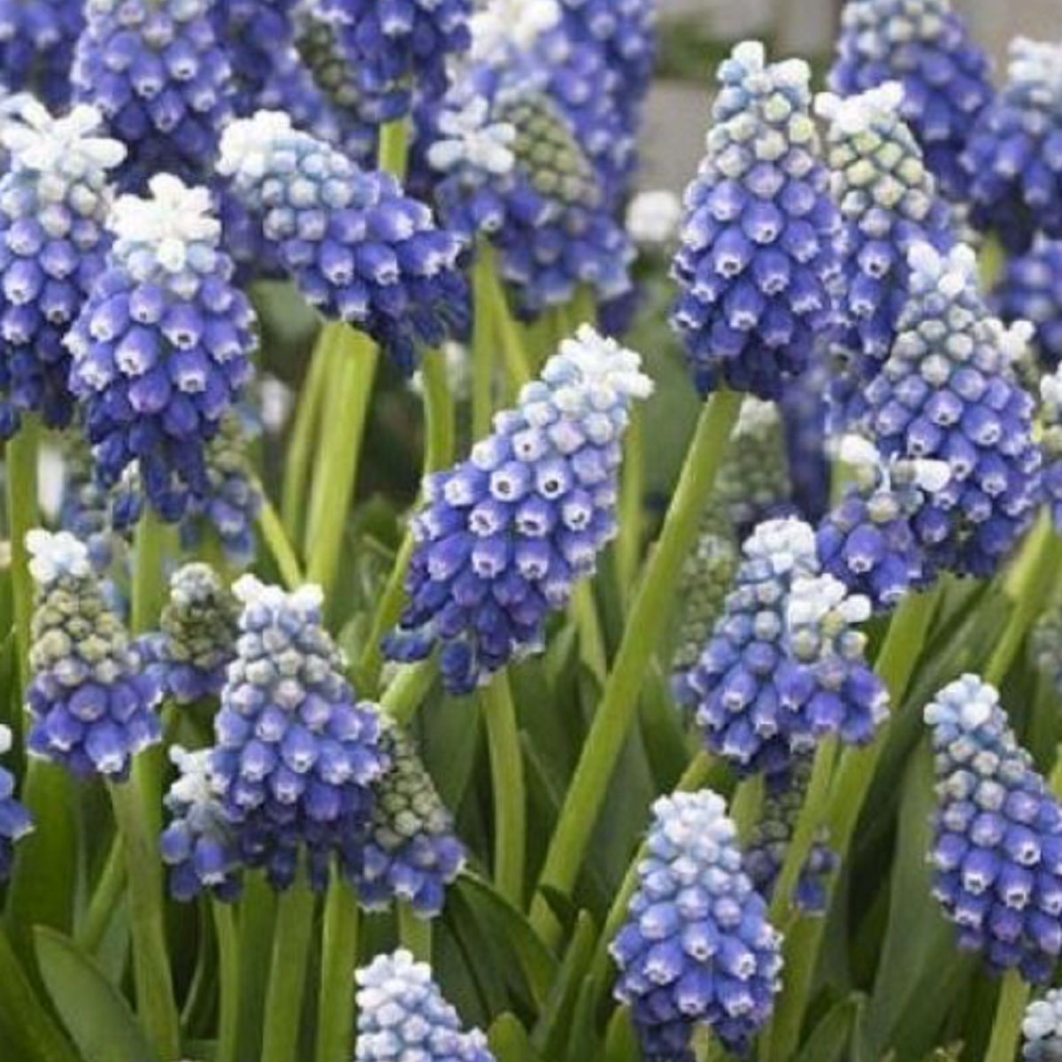 Modřenec Touch of snow - Muscari armeniaca - cibule modřence - 5 ks