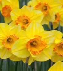 Narcis Early Flame - Narcissus - cibule narcisu - 3 ks