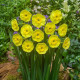 Narcis Sun Disc - Narcissus jonquilla - cibule narcisu - 3 ks