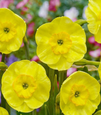Narcis Sun Disc - Narcissus jonquilla - cibule narcisu - 3 ks