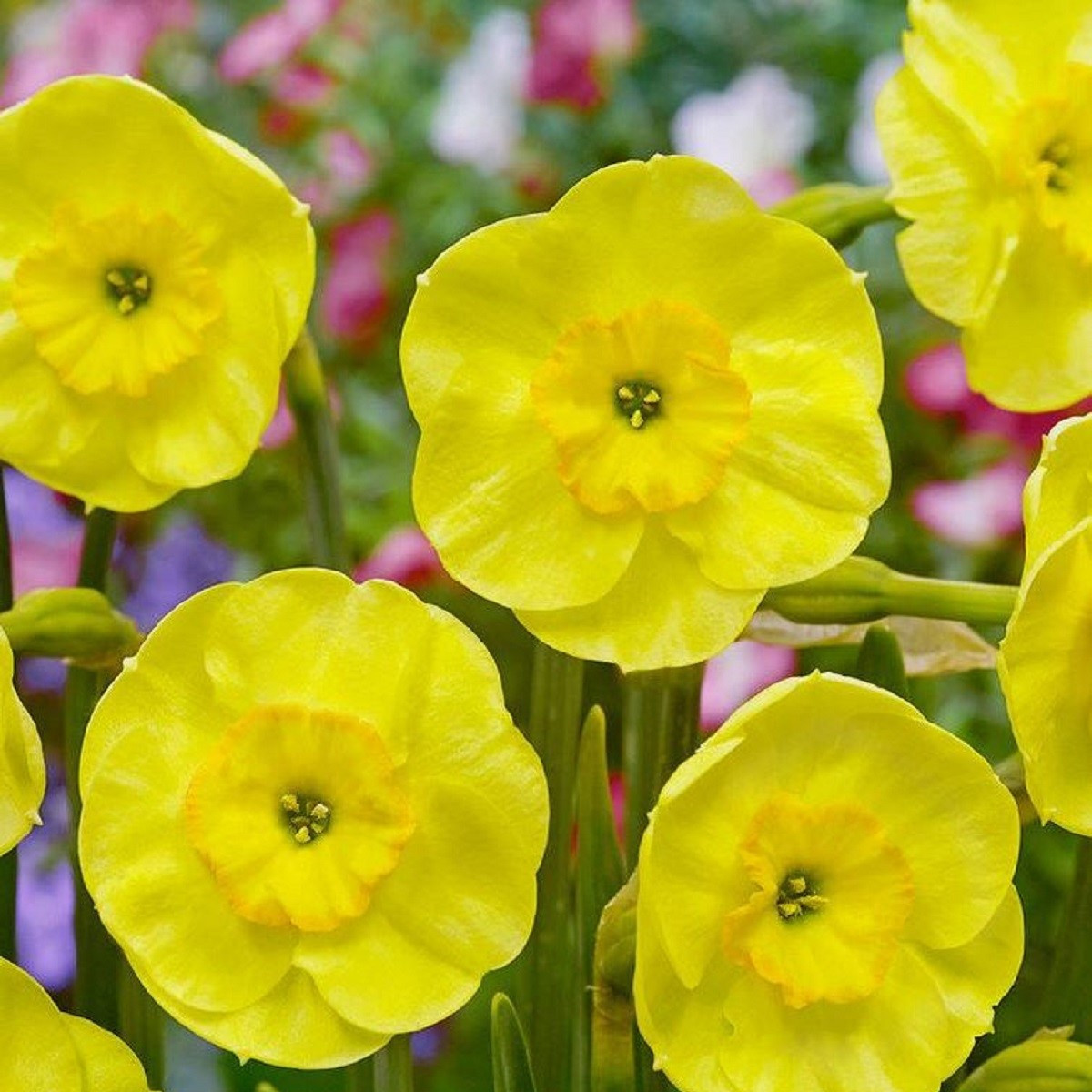 Narcis Sun Disc - Narcissus jonquilla - cibule narcisu - 3 ks