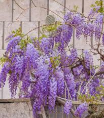 Vistárie čínská - Wisteria sinensis - semena vistárie - 2 ks