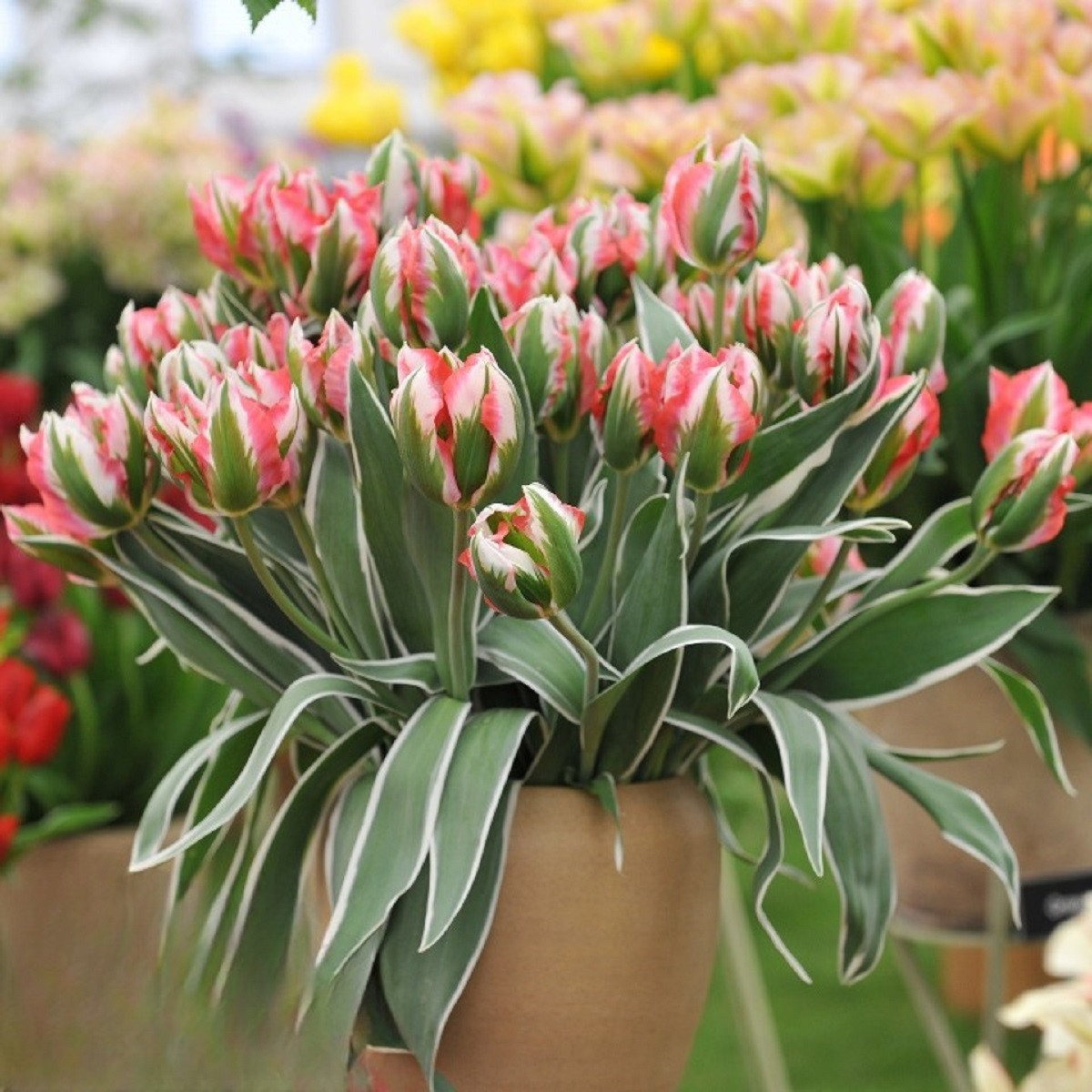 Tulipán Esperanto - Tulipa - cibule tulipánu - 3 ks