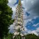 Liliochvostec úzkolistý Robustus - Eremurus - hlízy liliochvostce - 1 ks