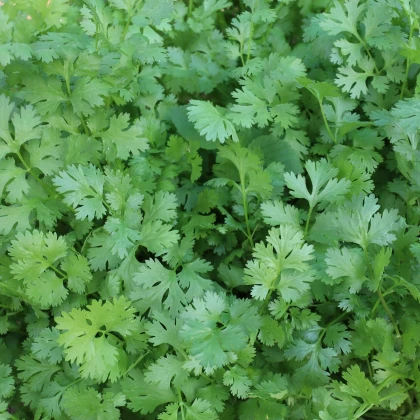 Koriandr setý Caribe - Coriandrum sativum - semena koriandru - 50 ks