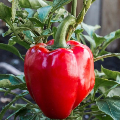Paprika Roberta F1 - Capsicum annuum - semena papriky - 6 ks