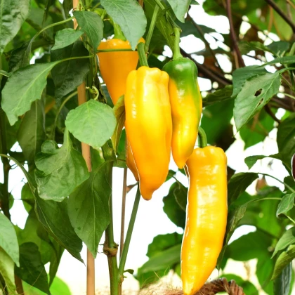 BIO Paprika Palladio F1 - Capsicum annuum - bio semena papriky - 5 ks