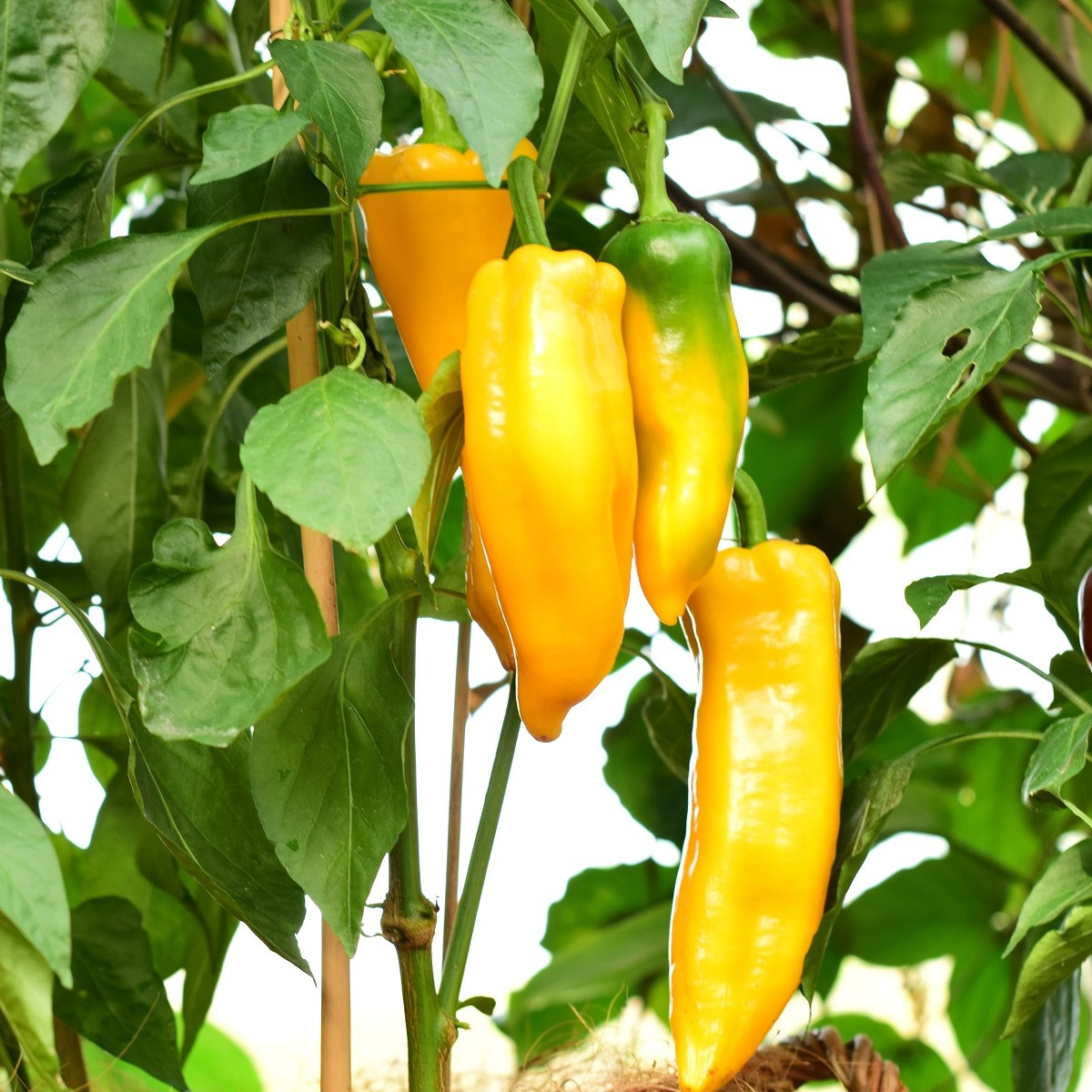 BIO Paprika Palladio F1 - Capsicum annuum - bio semena papriky - 5 ks