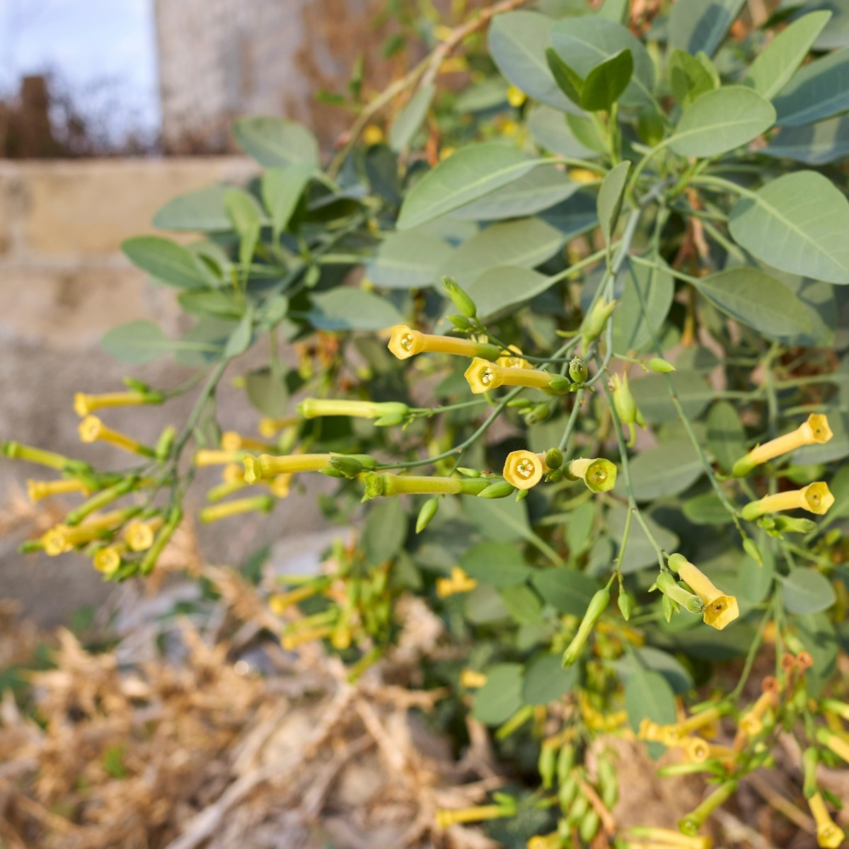 Tabák glauca - Nicotiana glauca - semena tabáku - 20 ks