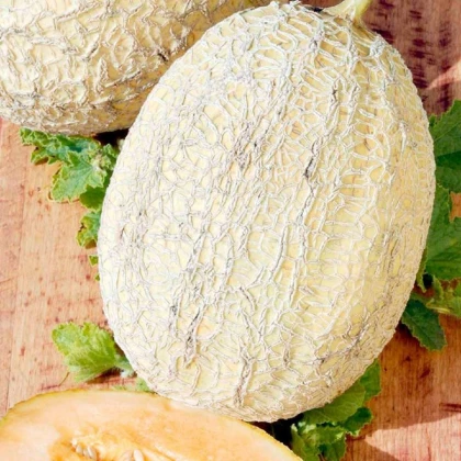 Meloun Emir F1 - Cucumis melo - semena melounu - 6 ks