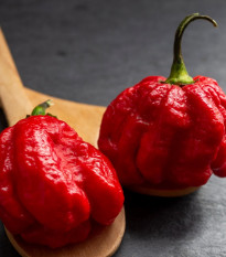 Chilli Trinidad Scorpion Butch - Capsicum chinense - semena chilli - 5 ks