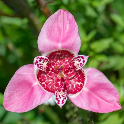 Tygřice růžová - Tigridia lilacea - hlízy tygřice - 3 ks