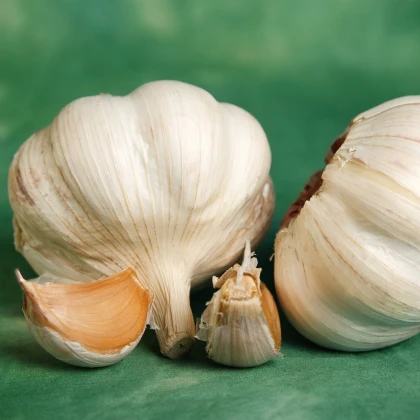 Sadbový česnek Vekan - Allium sativum - paličák - 1 balení