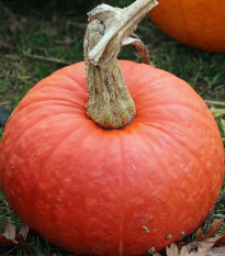 Tykev Goliáš velkoplodá - Cucurbita maxima - semena tykve - 3 ks