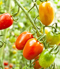 Rajče Radana - Solanum lycopersicum - semena rajčete - 15 ks