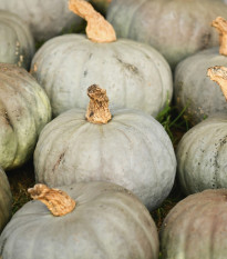 Tykev Blue Kuri - Cucurbita maxima - semena tykve - 5 ks