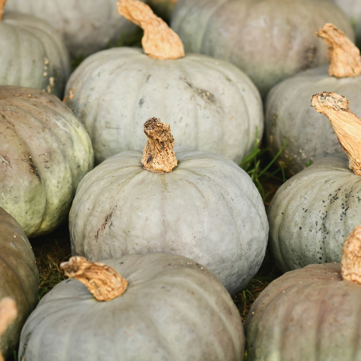 Tykev Blue Kuri - Cucurbita maxima - semena tykve - 5 ks