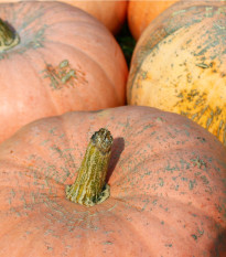 Tykev Australian Butter - Cucurbita maxima - semena tykve - 5 ks