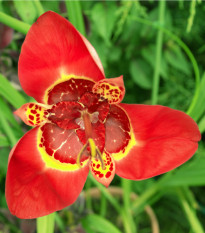 Tygřice růžovočervená - Tigrida speciosa - hlízy tygřice - 3 ks