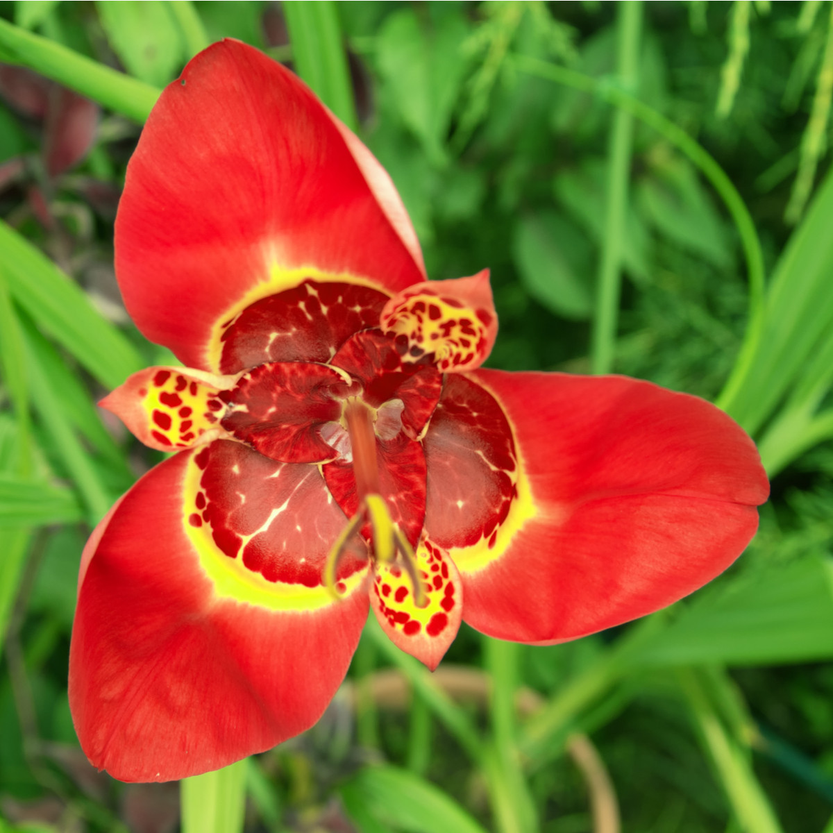 Tygřice růžovočervená - Tigrida speciosa - hlízy tygřice - 3 ks